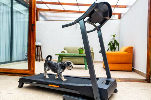 Cost of Treadmill Installation in Great Falls