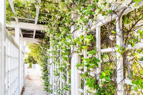 Cost of Trellis Repair in Great Falls