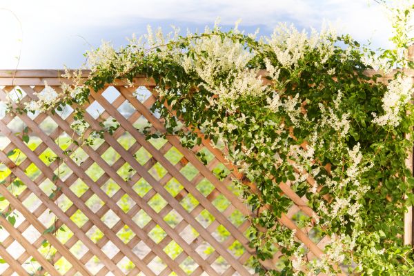 Cost of Lattice Repair in Great Falls