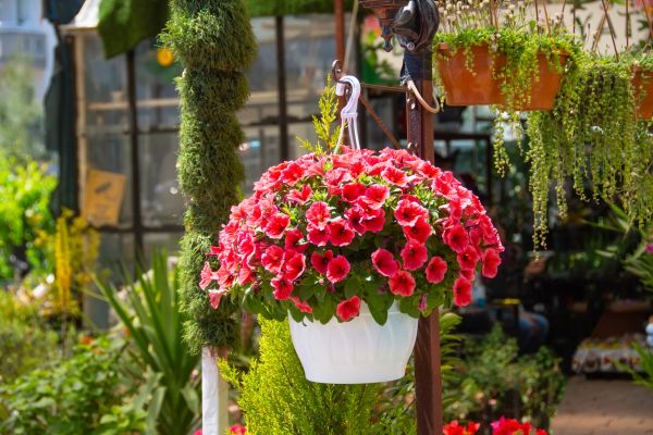 Cost of Hanging Planter Installation in Great Falls