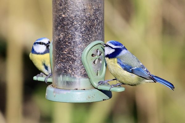 Bird Feeder Mounting Service in Great Falls