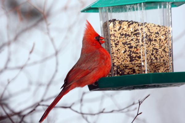 Cost of Bird Feeder Hanging in Great Falls
